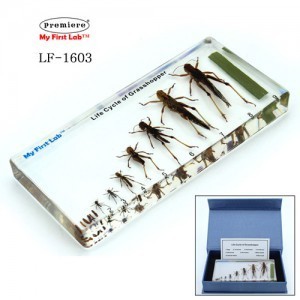 23201-LF-1603 성장표본메뚜기 